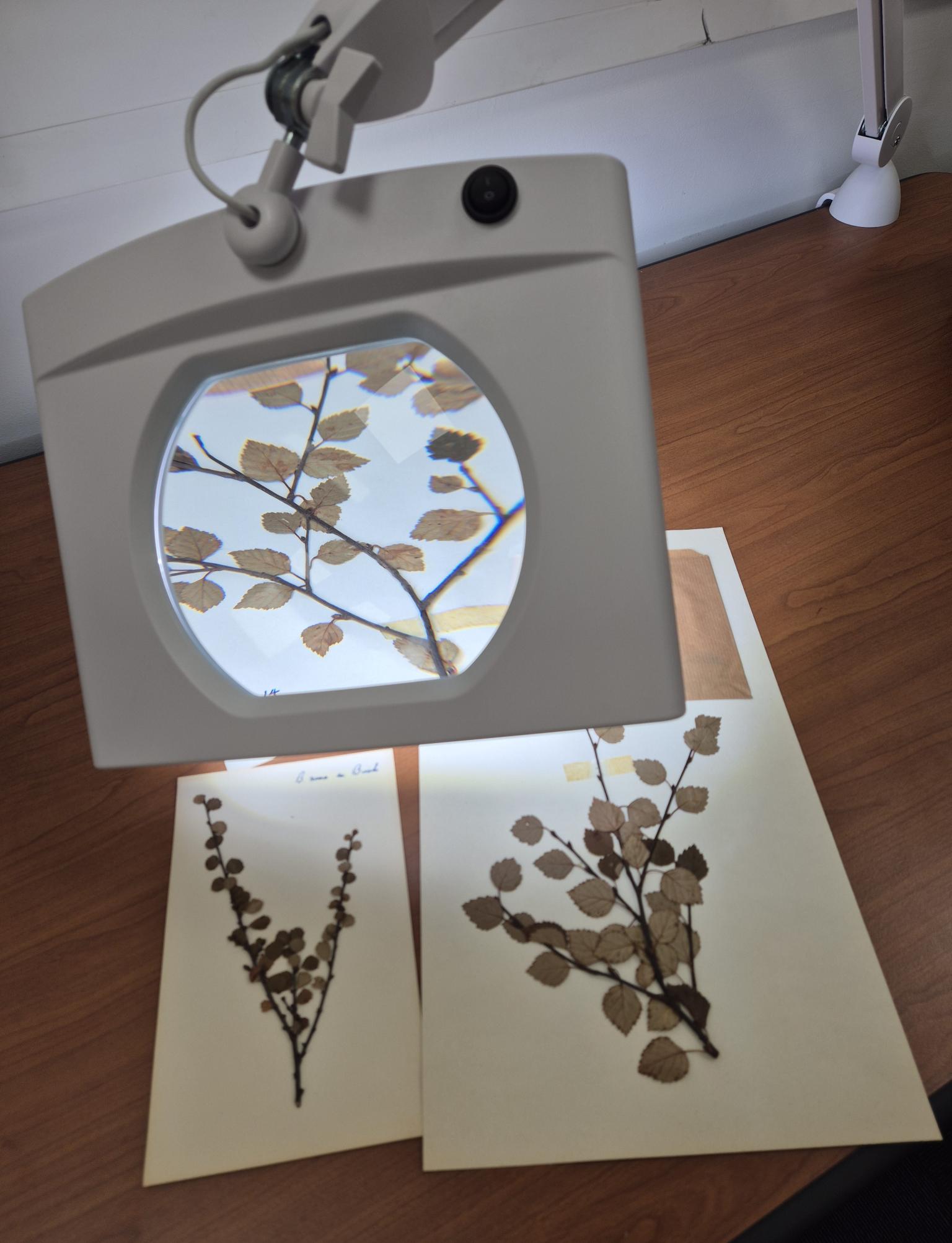 Birch leaves under microscope