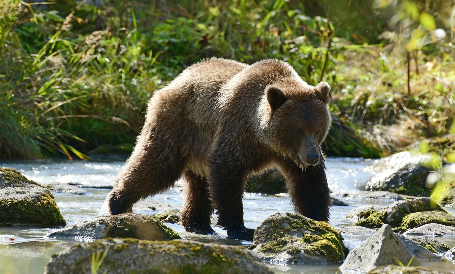 Brown bear walking through a river