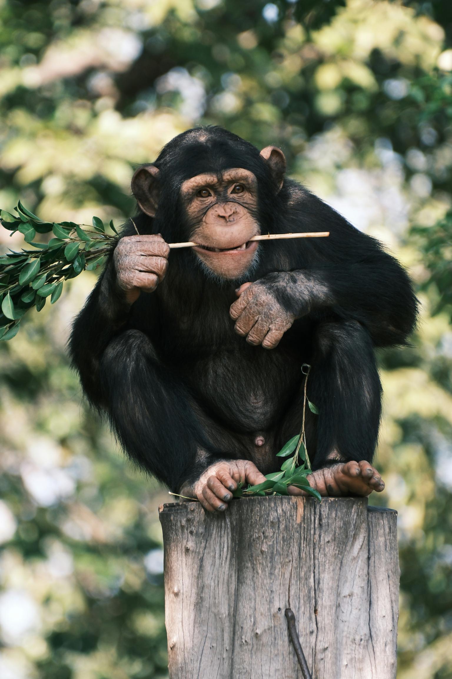 Chimpanzee sat on a log with vegetation in mouth