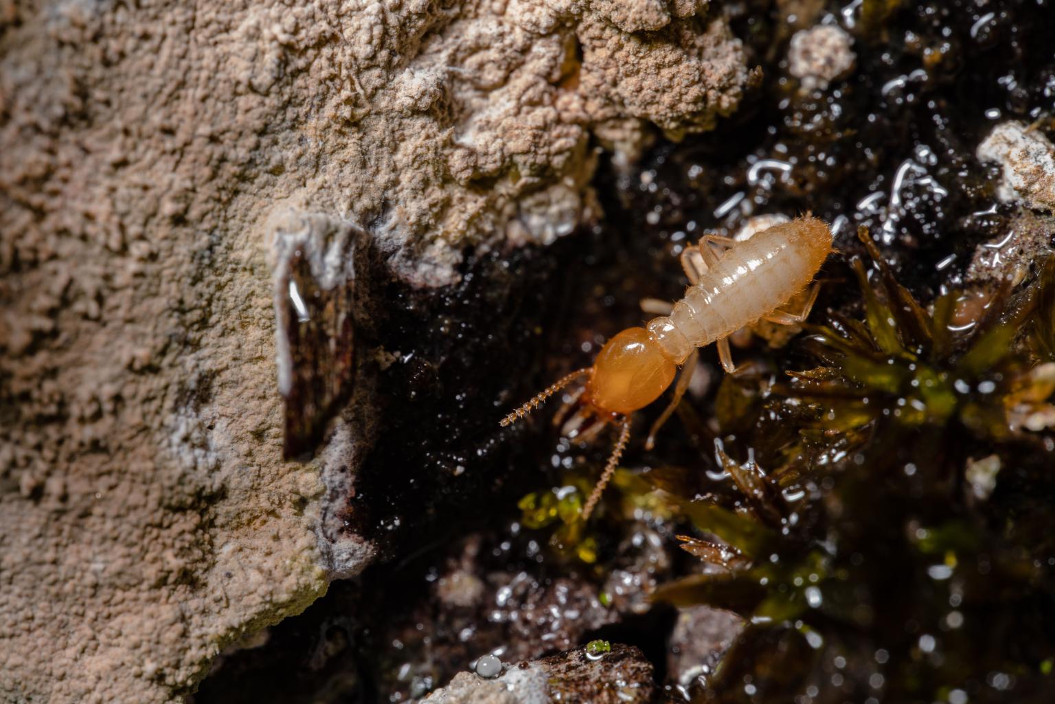 A termite on soil