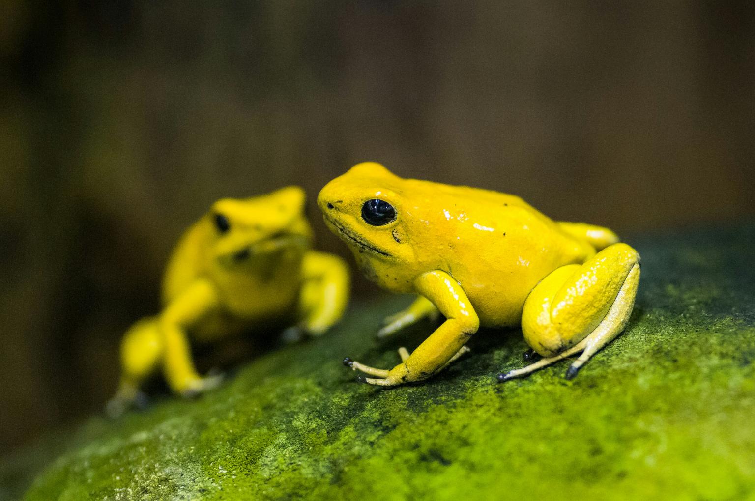 Two yellow frogs on a leaf