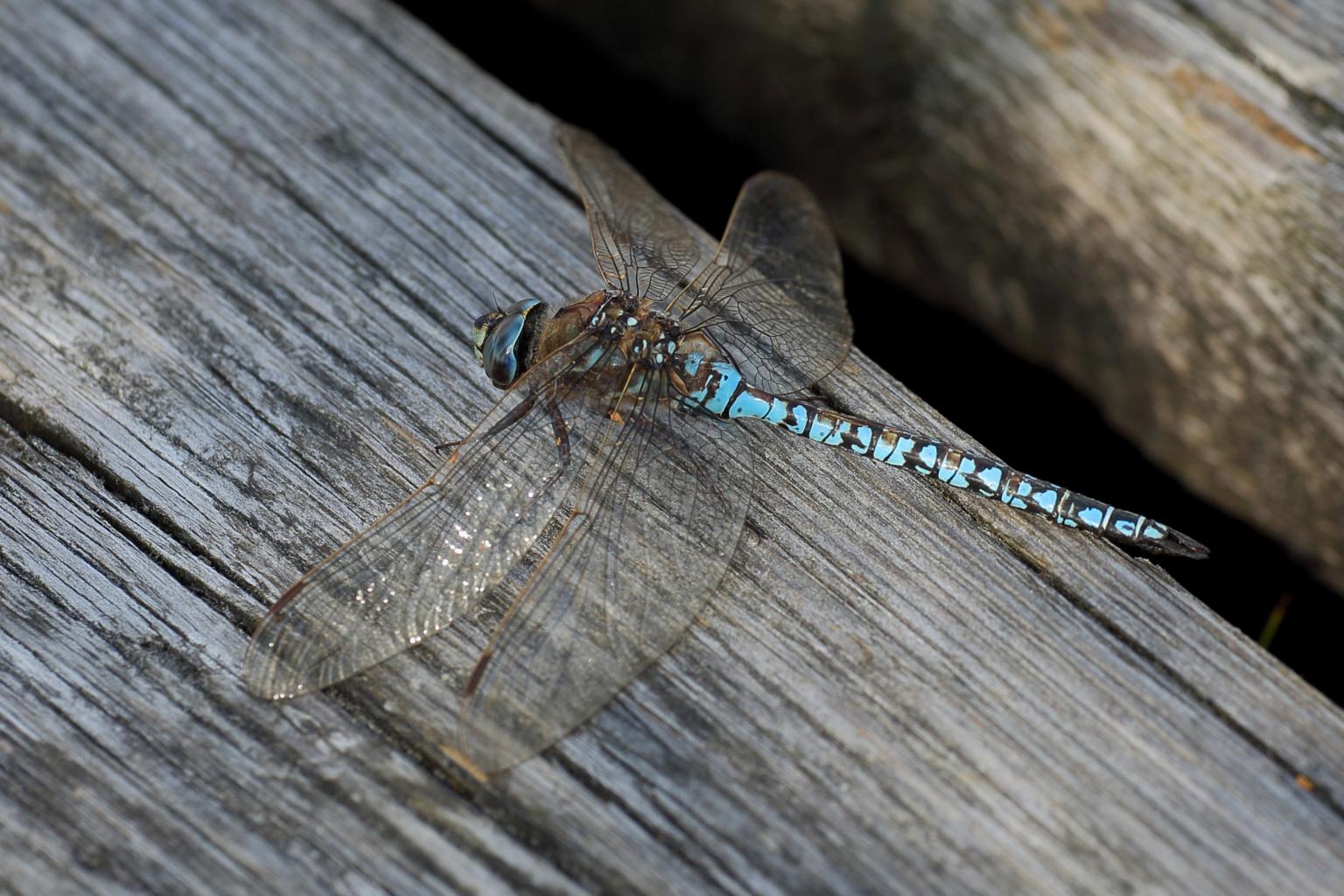 Dragonfly on wood