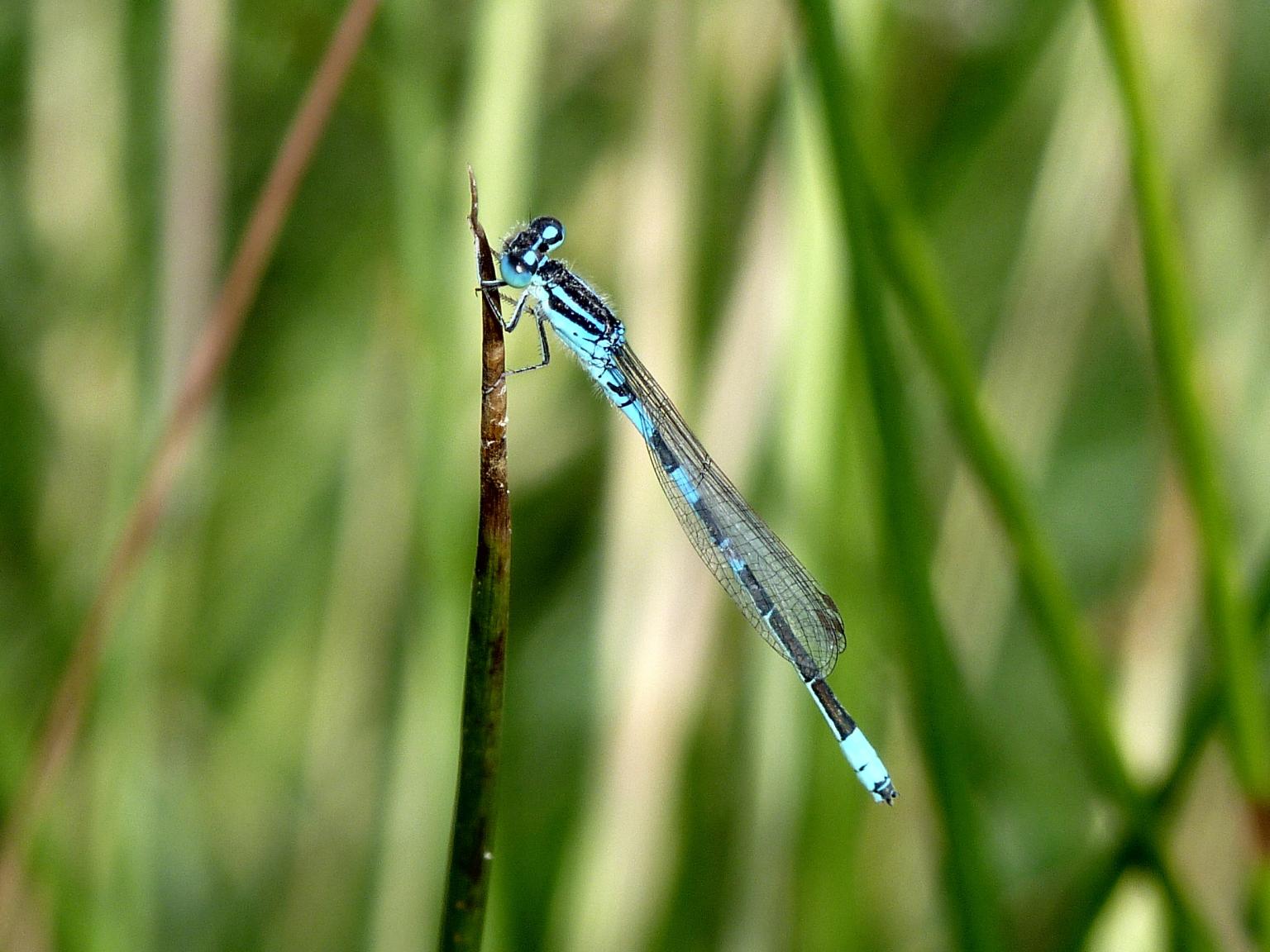 Blue dragonfly on a plant