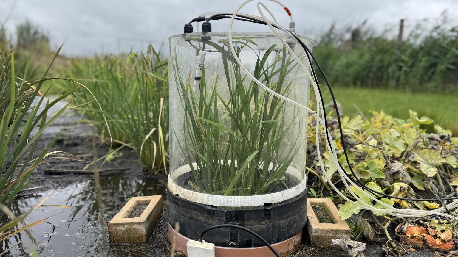 Gas analyser dome over rice plant