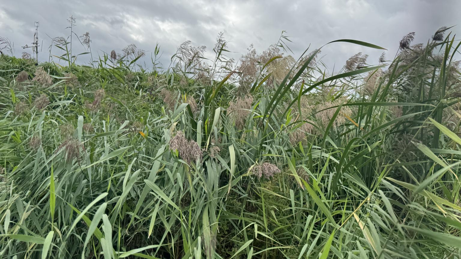 From peat to paddies: 12 | UK Centre for Ecology & Hydrology