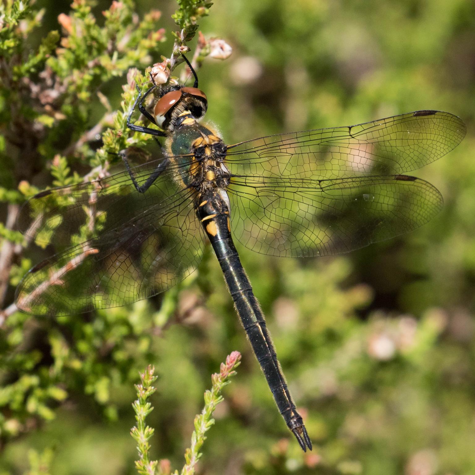 Dragonfly on a plant
