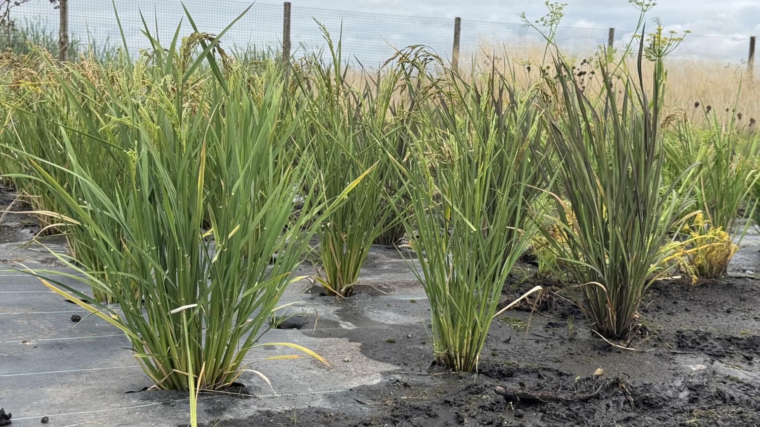 Rice growing through a black membrane