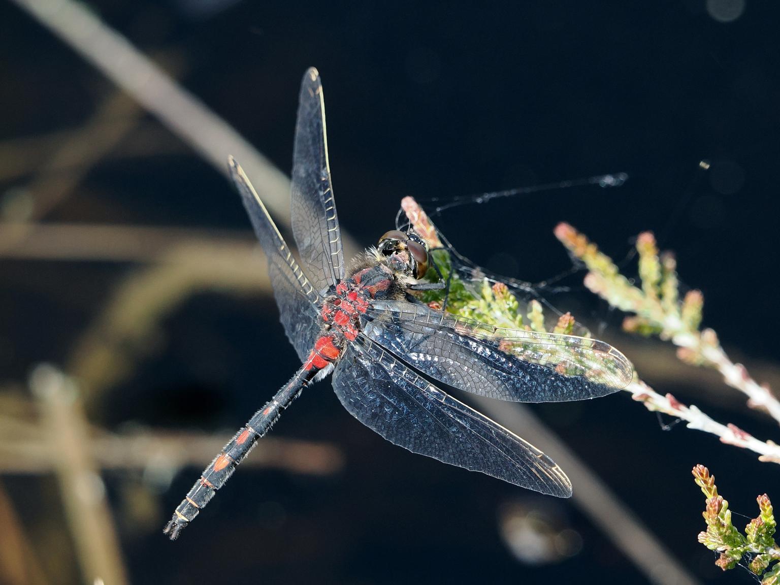 Dragonfly on a plant