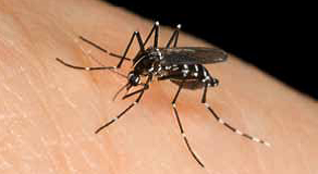 Asian tiger mosquito