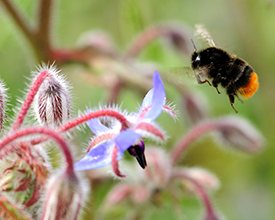 Bombus lapidarius, Red tailed bumblebee, foraging at borage