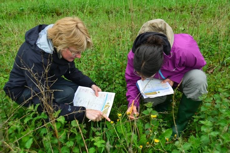 Citizen science in action during a wildlife survey