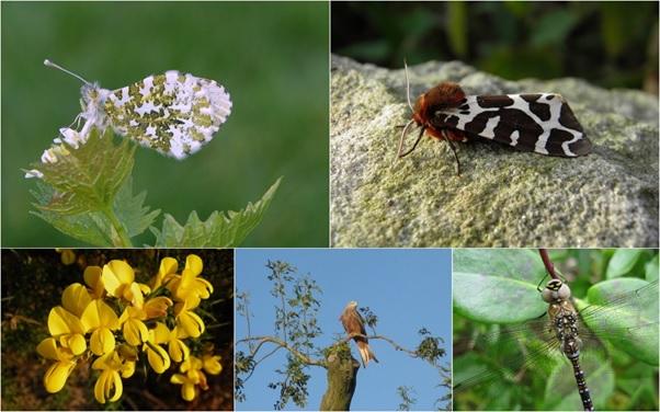 Top five species groups with the highest number of records added to iRecord in 2018 (butterflies, moths, flowering plants, birds, dragonflies)  Pictures: Martin Harvey
