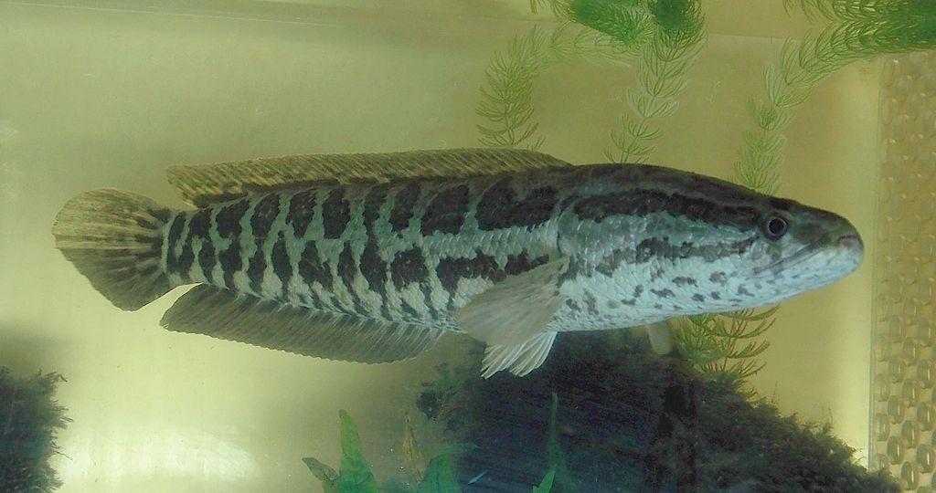 Northern Snakehead: Picture: George Berninger Jr, CC BY-SA 4.0