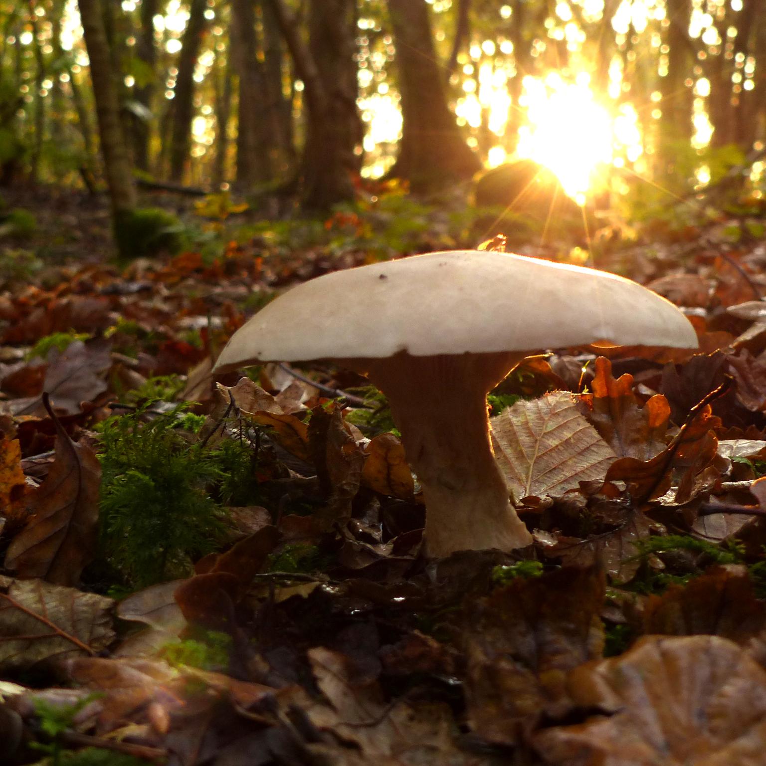 Toadstool on a woodland floor