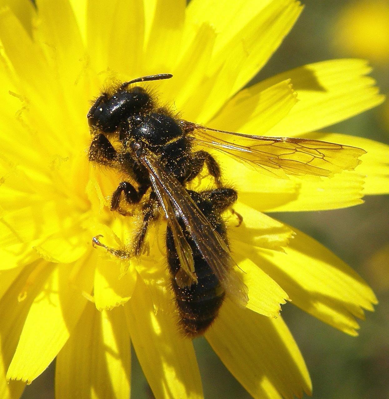 Panurgus banksianus (Large Shaggy Bee)   Picture: Steven Falk