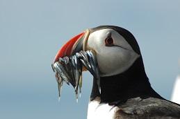 Puffin by Akinori Takahashi