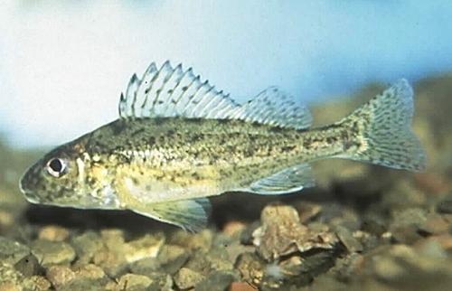 Ruffe fish