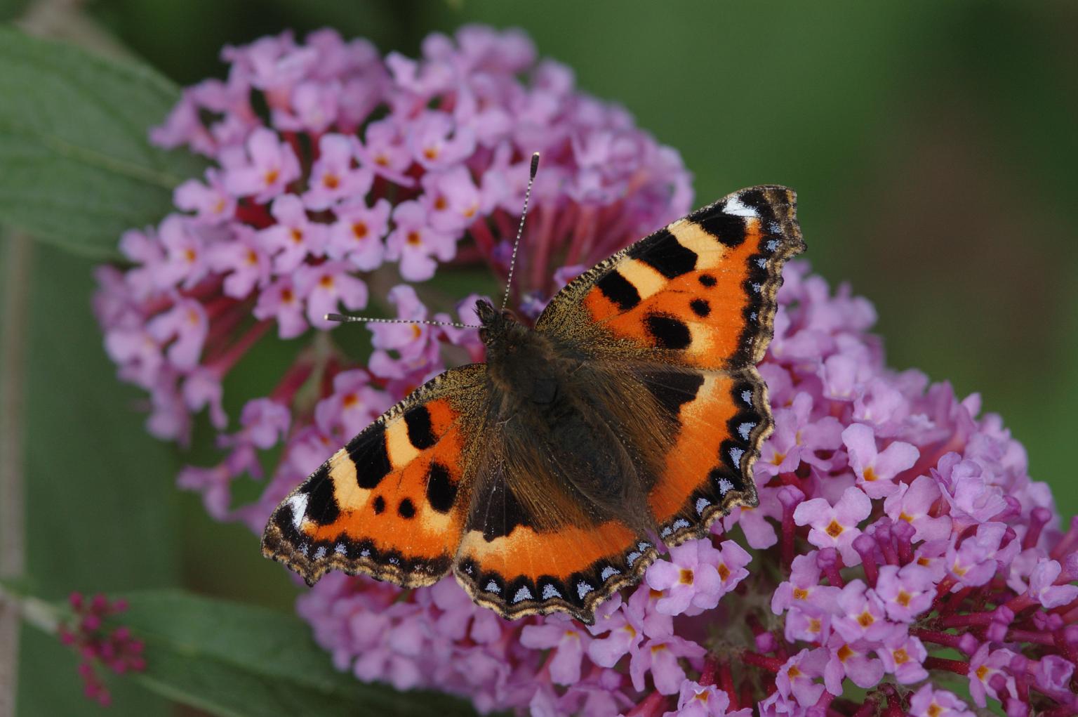 Small Tortoiseshell - Jim Asher