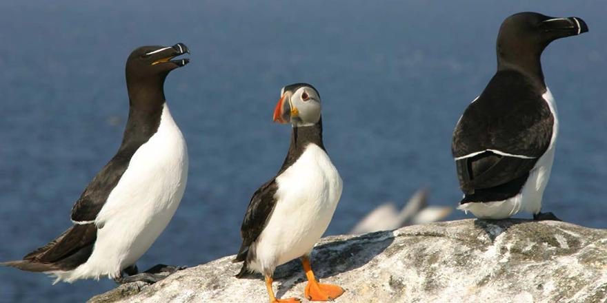 Seabirds on the Isle of May