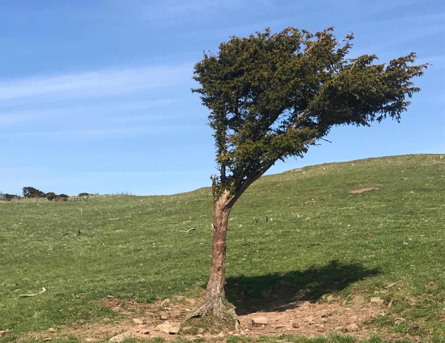Juniper tree on hill slope