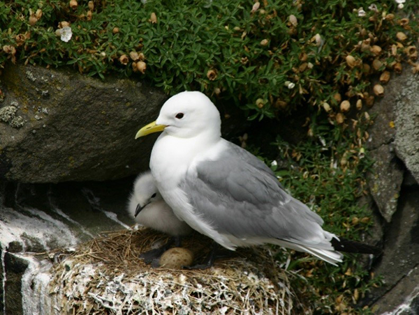 Black-legged kittiwake, chick and egg