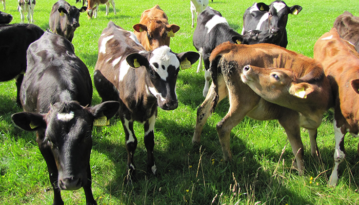 Cattle in a field