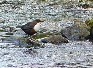 A dipper in a river ©Cradlehall. Available under Creative Commons licence on Flickr. 