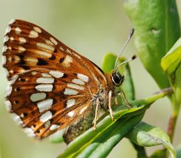 The Duke of Burgundy, one of the UK's most rapidly declining butterflies. (Photo: Ross Newham) 