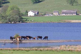 Cows by Esthwaite Water