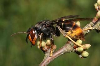 Asian hornet