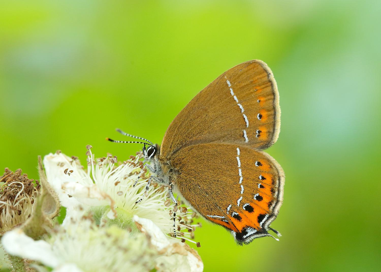 Black Hairstreak   Picture: Iain H Leach, Butterfly Conservation