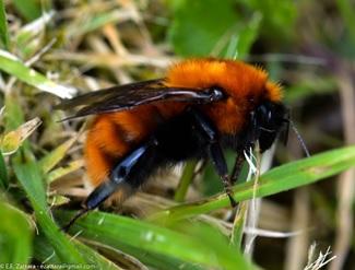 Bombus dahlbomii   Credit: Eduardo Zattara