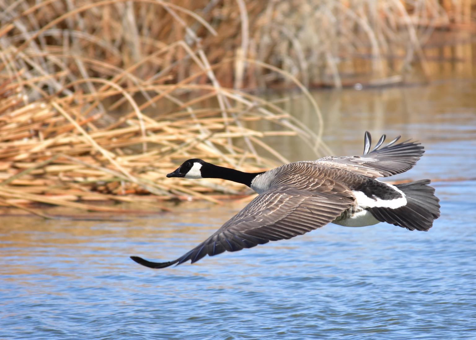 Canada goose Photo: Tom Koerner/USFWS (CC BY 2.0) https://flic.kr/p/HRBQXq