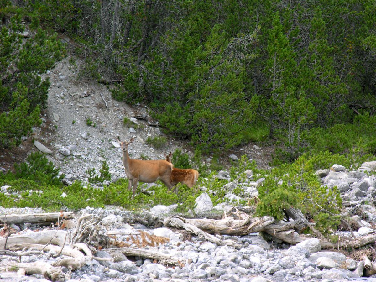 Red deer in Swiss National Park Picture: Hansueli Krapf CC-BY-SA-3.0