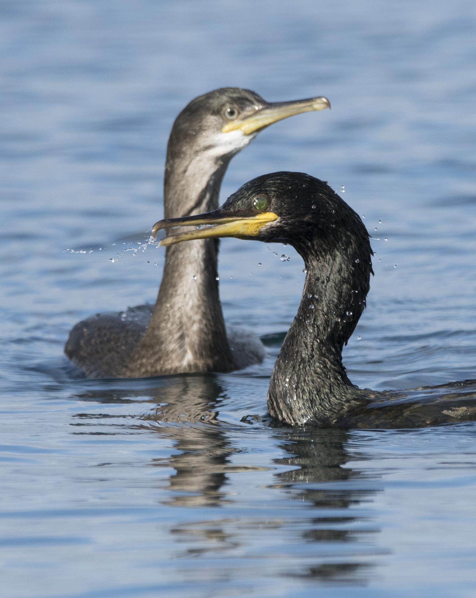 European shags on the Isle of May   Picture: Gary Howells