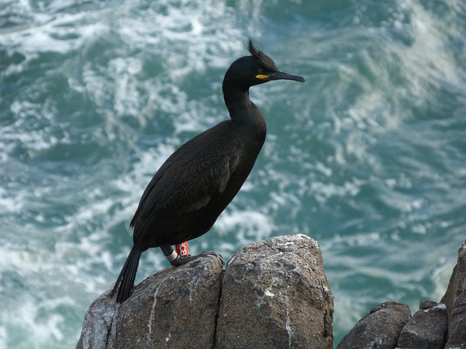 European shag on Isle of May Photo: Mark Newell