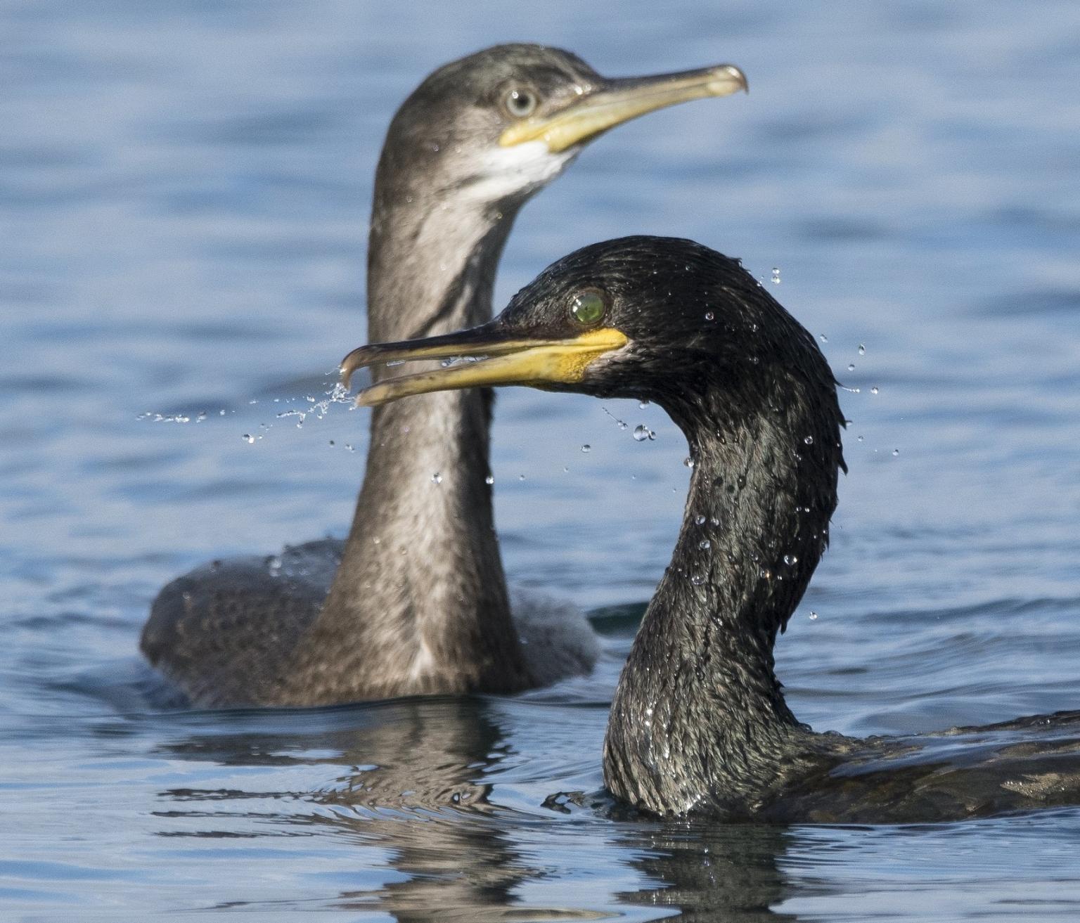 European shags on the Isle of May   Picture: Gary Howells