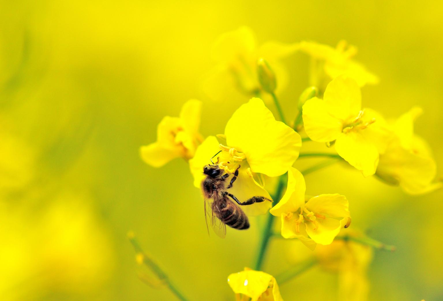 A honeybee on Oilseed Rape           Picture by Lucy Hulmes