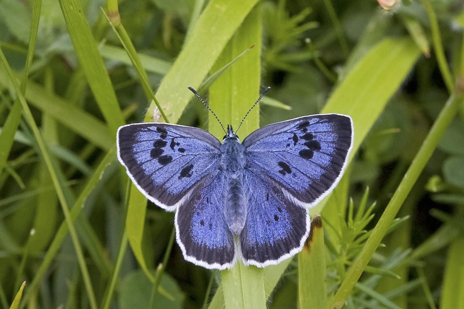 Large Blue_Photo: Keith Warmington