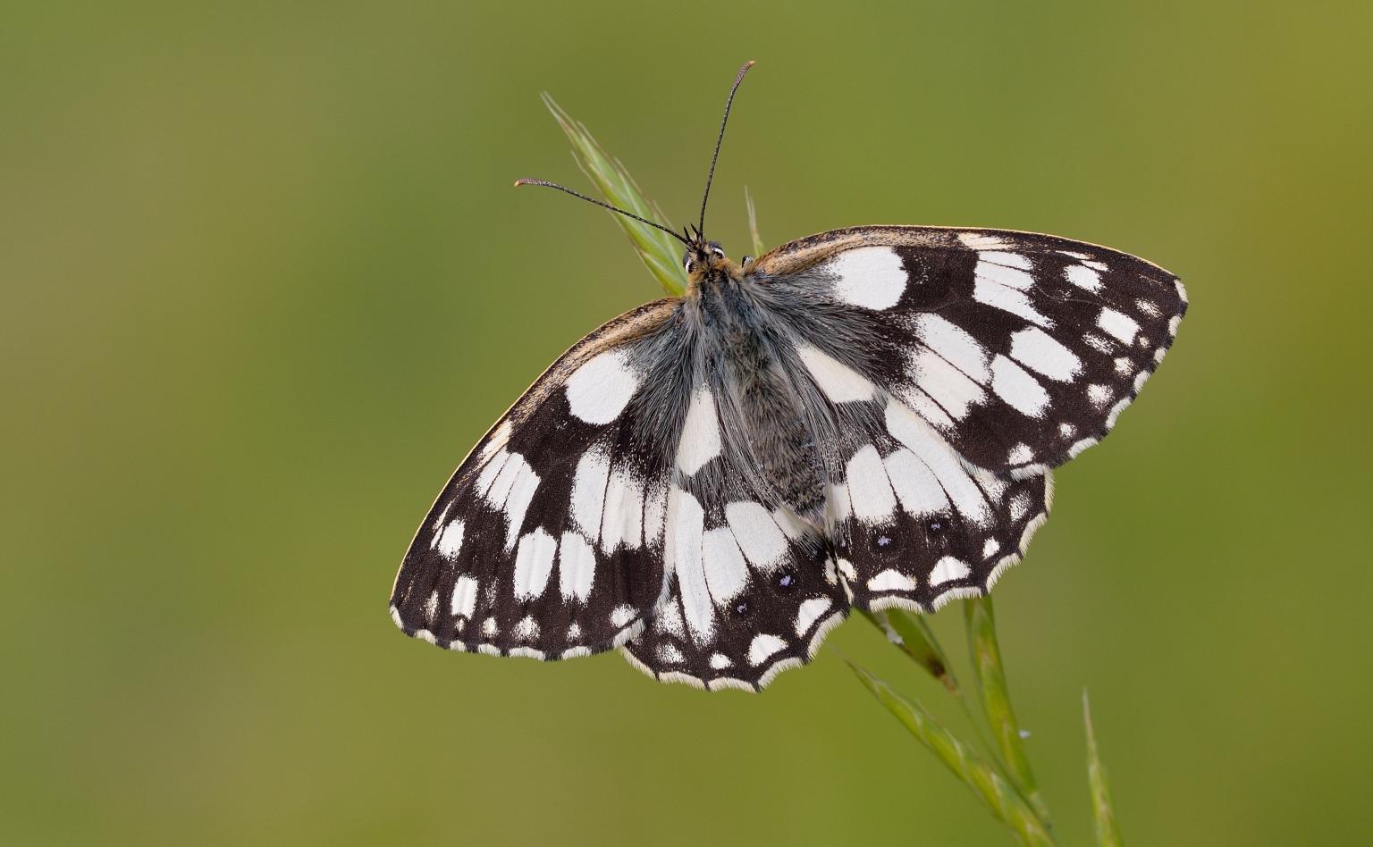 Marbled White Picture Bob Eade, Butterfly Conservation