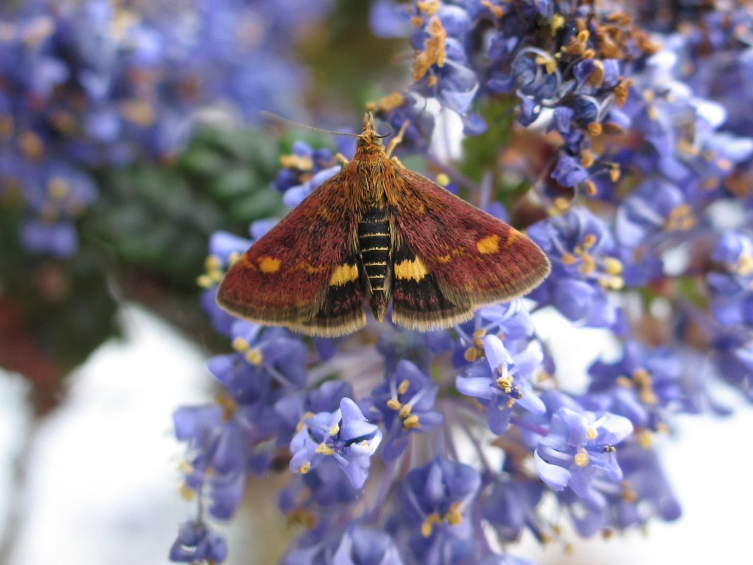 A Mint Moth (Pyrausta aurata) Picture: Mark Parsons/Butterfly Conservation