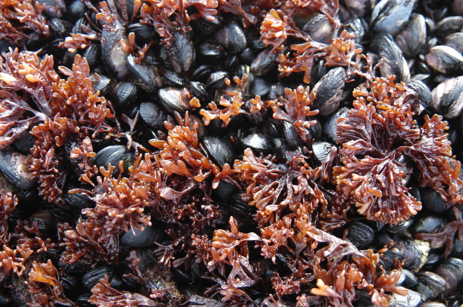 Mussels Picture: David Barnes
