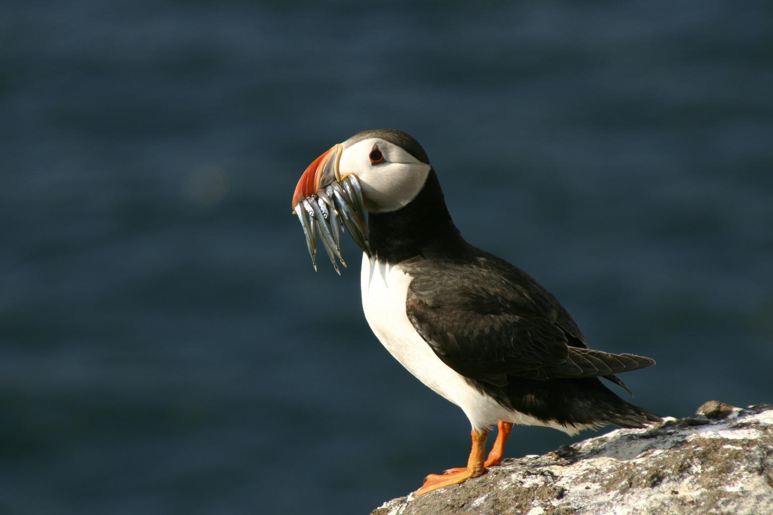 Puffin and Sandeels on the Isle of May   Picture: Heather Harris