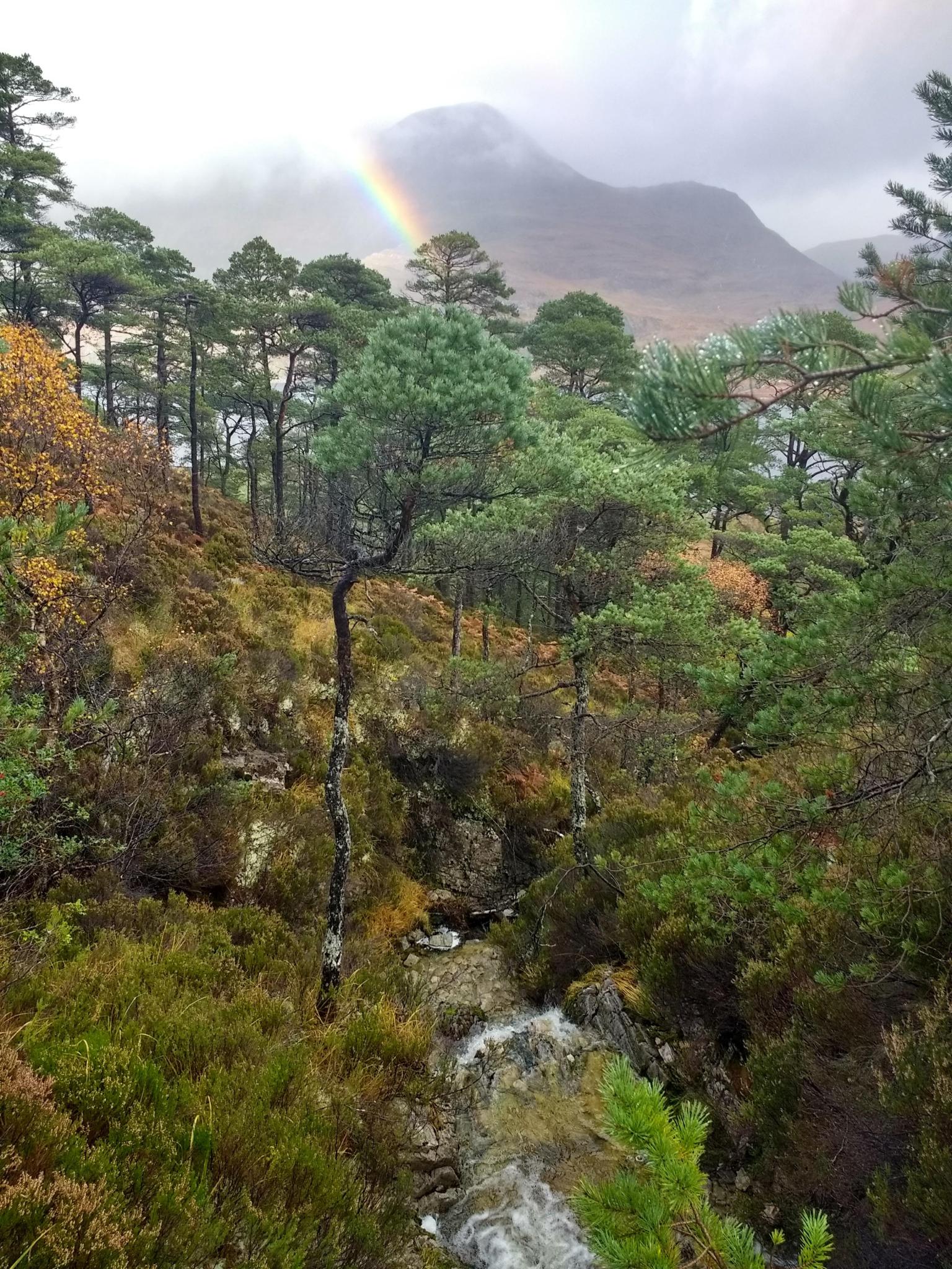 Scots pine at Beinn Eighne    Picture: Stephen Cavers