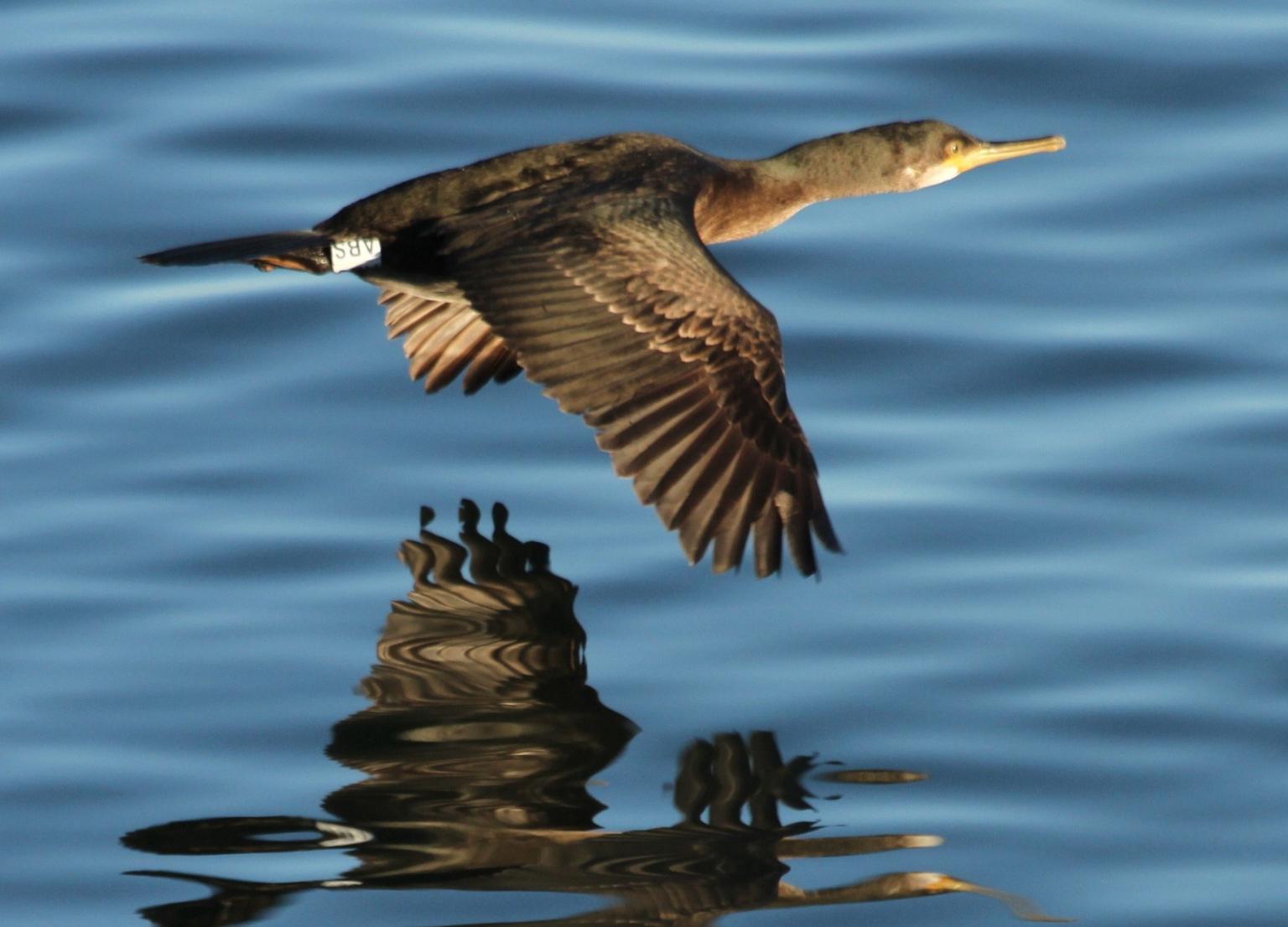 A European Shag in flight in Musselburgh    Picture: John Howard