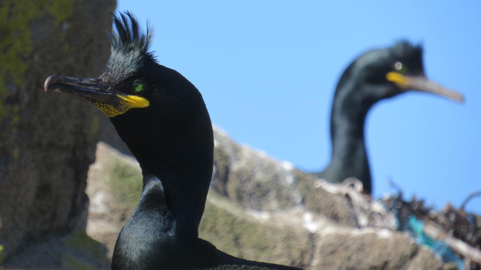 European shags on the Isle of May   Photo: Sarah Burthe