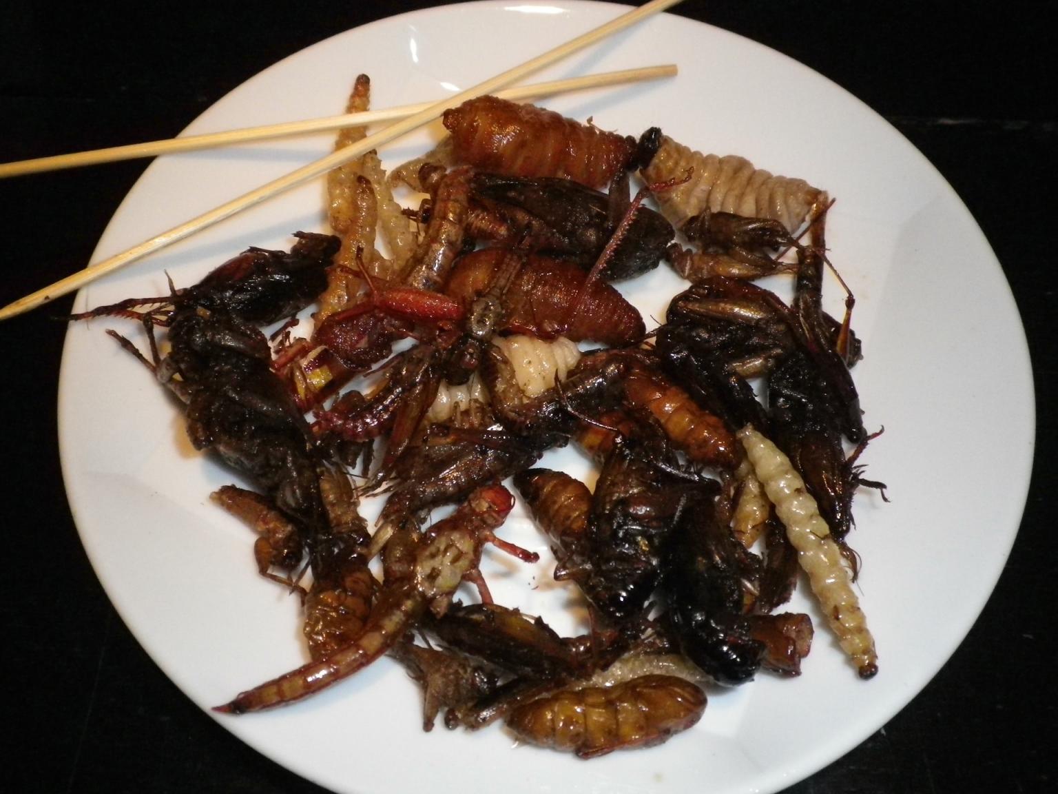 Plate of insects       Pixabay