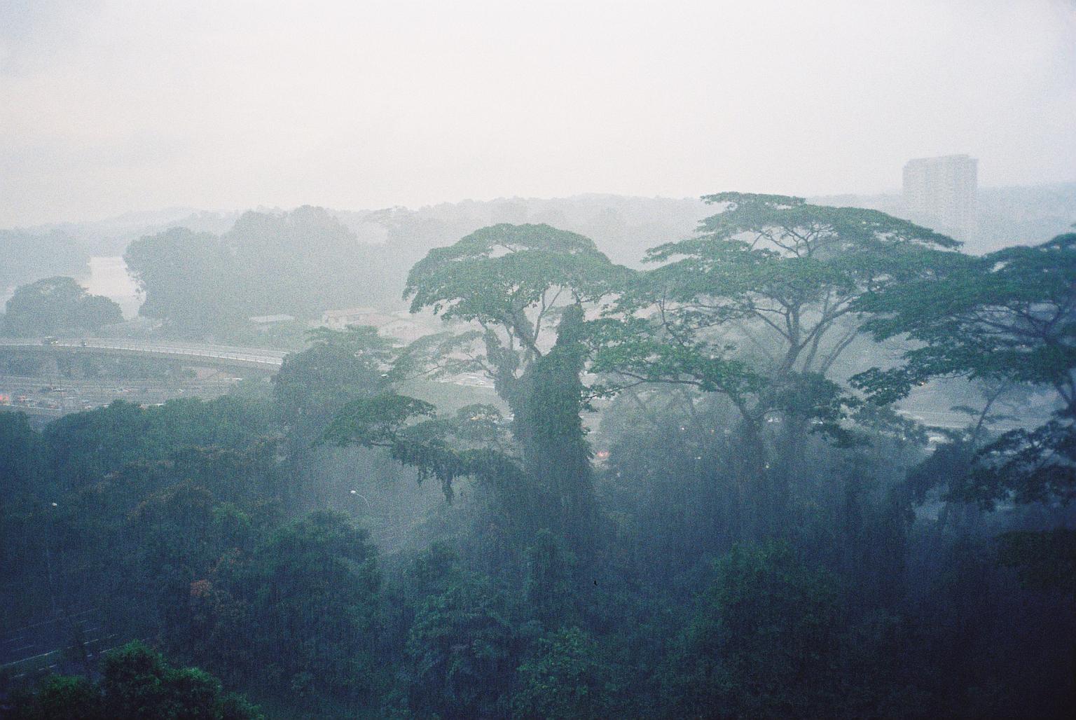 Tropical rain in Malaysia  Picture: Sofiya Muntyan, CC BY 2.0 https://flic.kr/p/ahtC4A