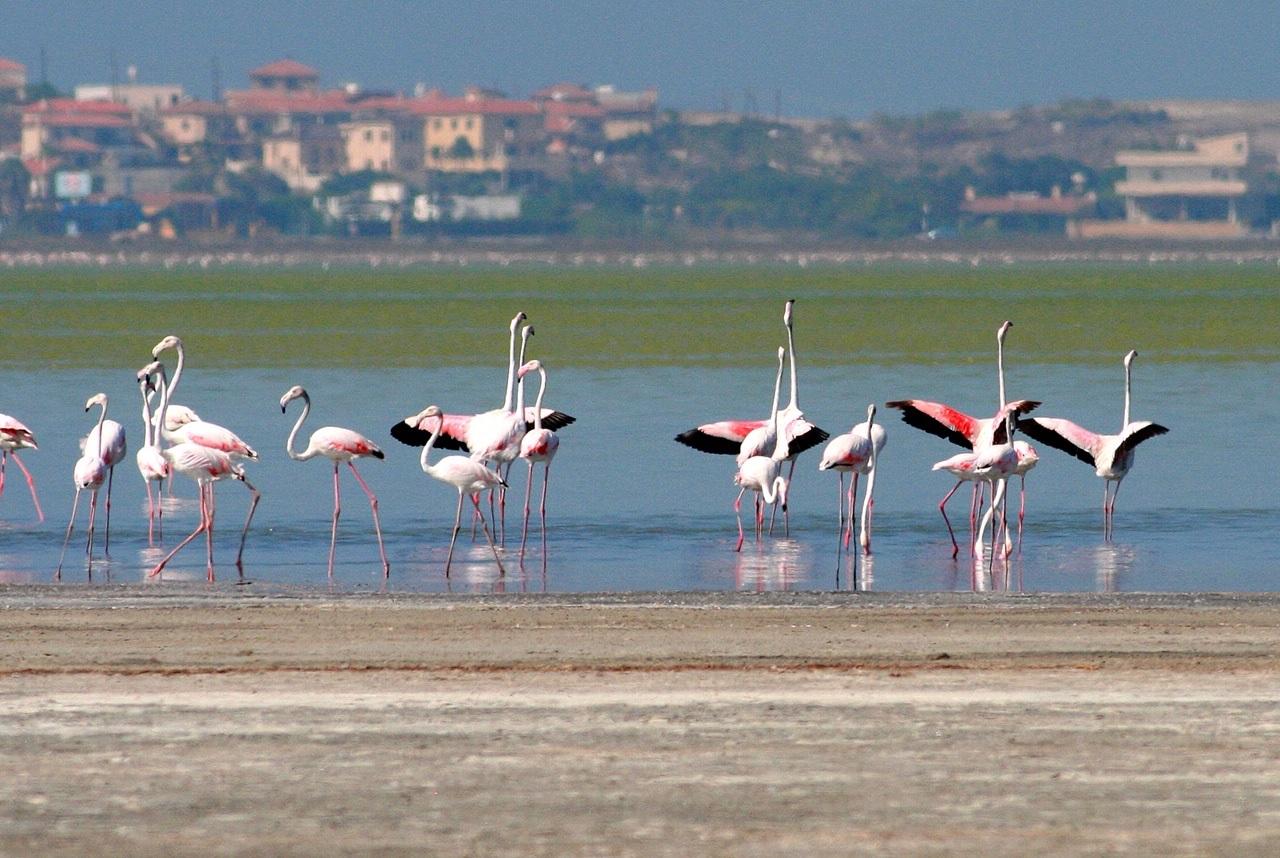 Flamingos at Akrotiri Salt Lake  Picture: V Michael, Akrotiri Environmental Education Centre  