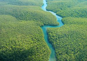 Amazon rainforest aerial view.  Photo: Shutterstock